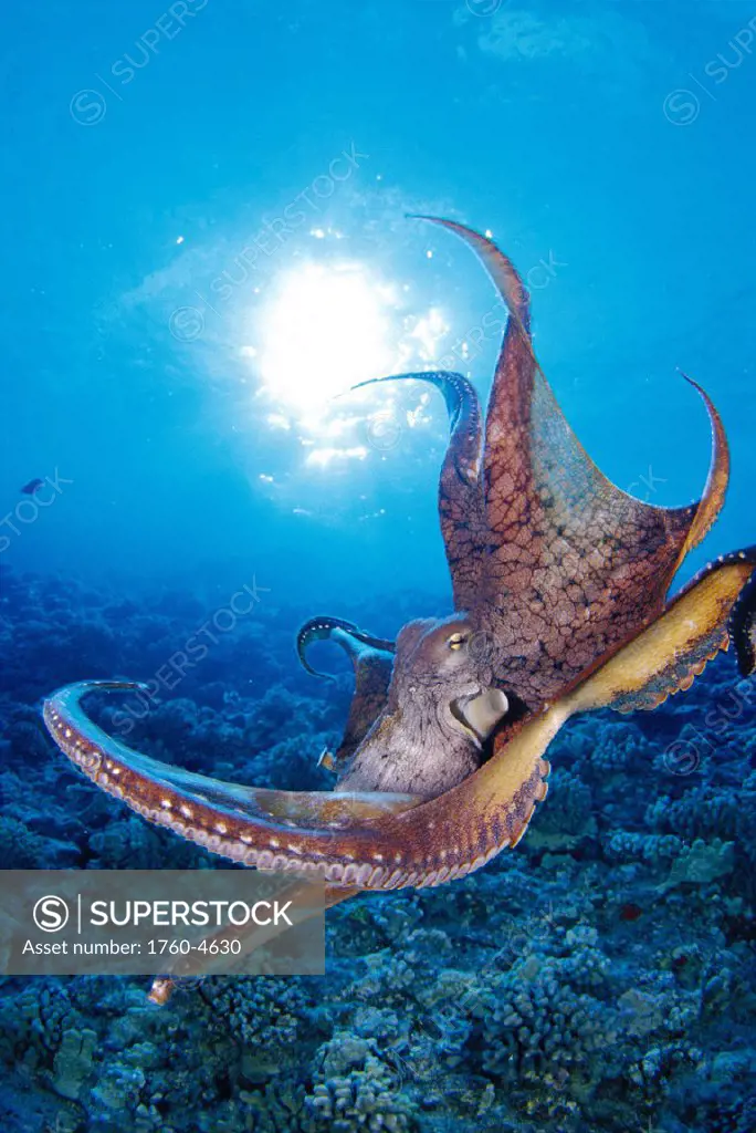 Hawaii day octopus (Octopus cyanea) midwater over coral reef, sunburst D1801