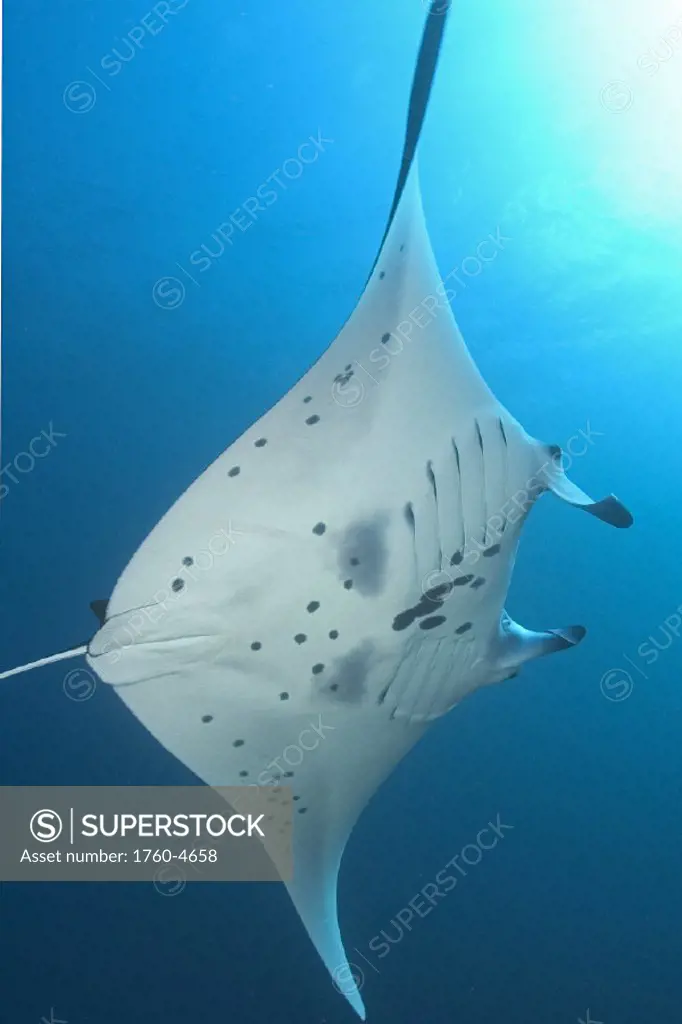 Indonesia, Komodo, Manta ray underwater near surface, sunburst