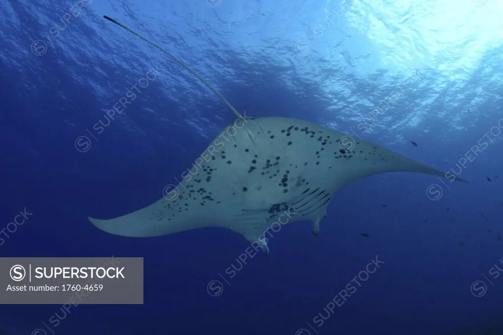 Hawaii, Manta ray (Manta birostris) underwater near surface