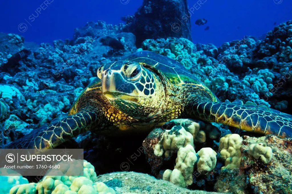 Hawaii, Green Sea Turtle (Chelonia mydas) resting on reef