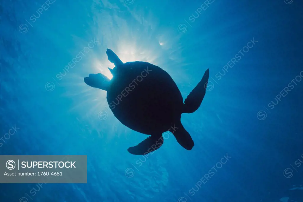 Malaysia Sipadan Isle upward silhouette green sea turtle (Chelonia mydas) D1818 Borneo