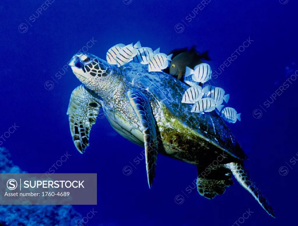 Hawaii green sea turtle with surgeonfish cleaning algae off shell D1820 (Chelonia mydas) Acanthurus sandvicensis & Ctenochaetus strigosus Kona Pacific