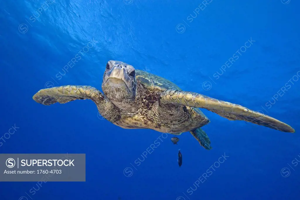 Hawaii, Close-up of Green Sea Turtle (Chelonia mydas) swimming forward