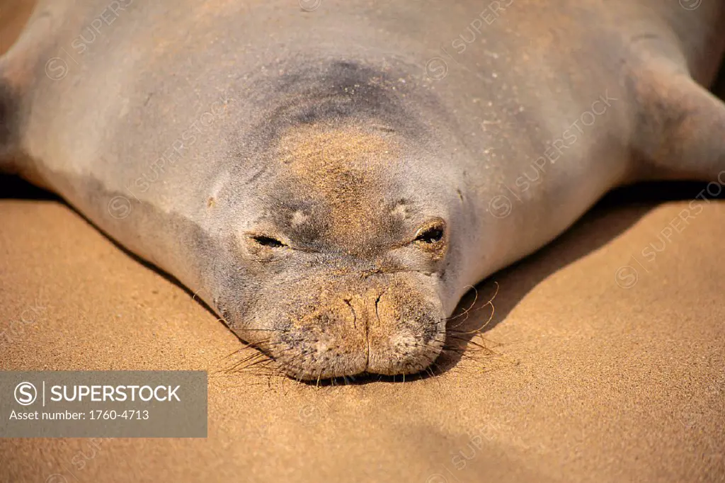 Hawaiian Monk seal (Monachus schauinslandi) head and shoulders closeup