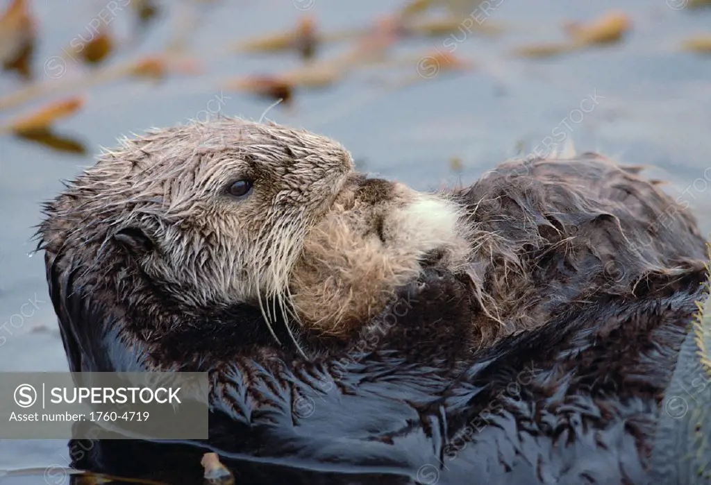 California, Monterey, Sea Otter mother and baby kelp bed, closeup          A96B