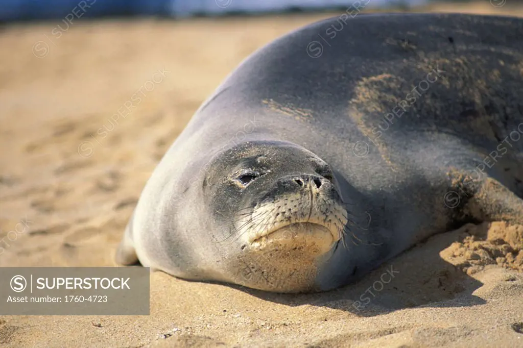 Kauai, Poipu Beach, Hawaiian Monk Seal closeup (Monachus schauinslandi) in sand