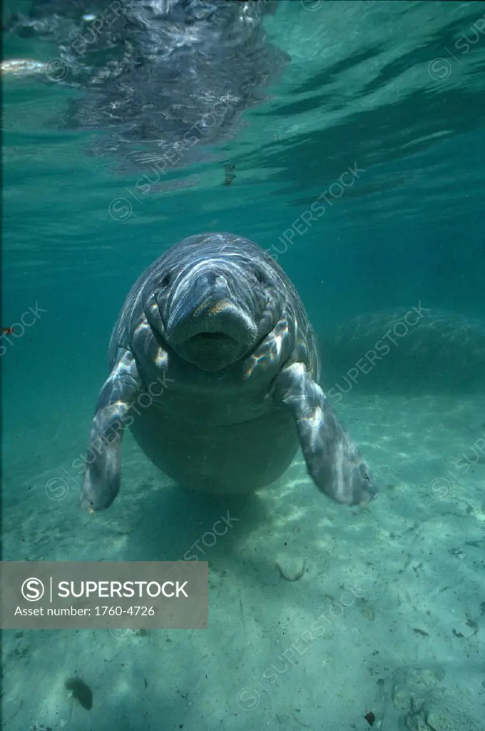 Florida, West Indian Manatee (Trichechus manatus) looking in camera, clear water B1974