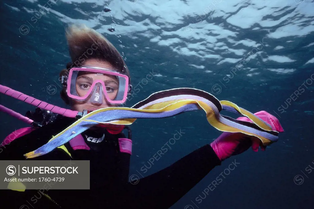 Indonesia, diver holds blue ribbon eel (Rhinomuraena quaesita) closeup A80G