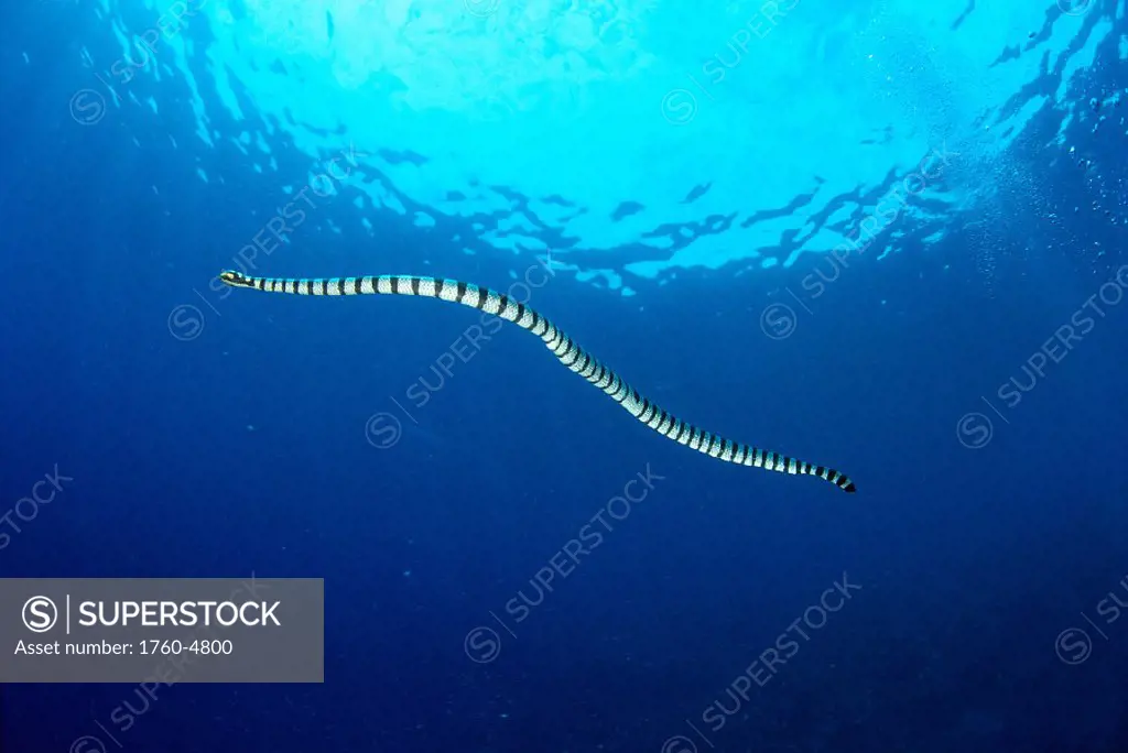 Indonesia, colubrine sea snake (Laticauda colubrina) in open ocean, surface A90D visible