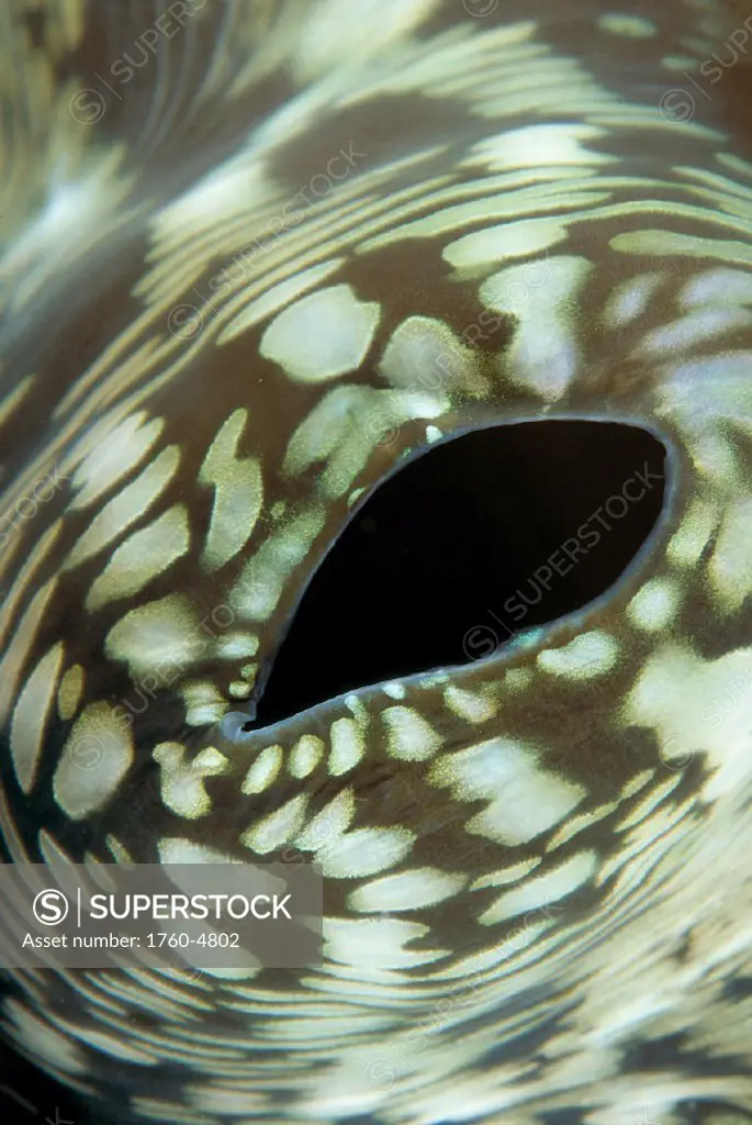 INDO, exhaust opening giant tridacna clam (Tridacna gigas) extreme closeup A91D