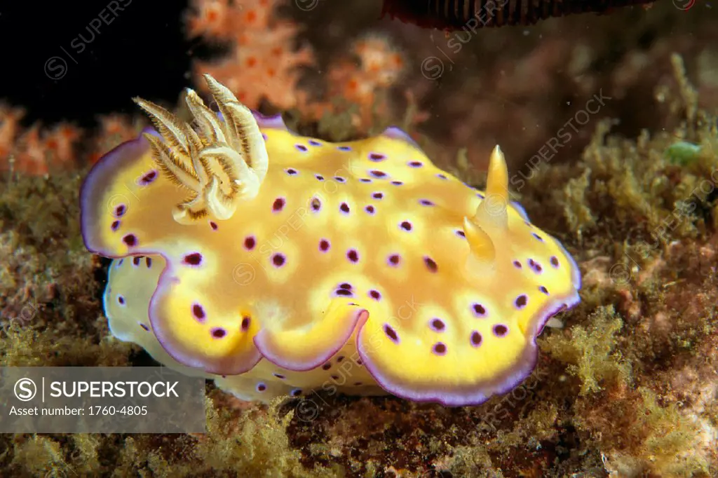 Indonesia, yellow nudibranch with purple spots and edges (Chromodoris kuniei) A90C detail