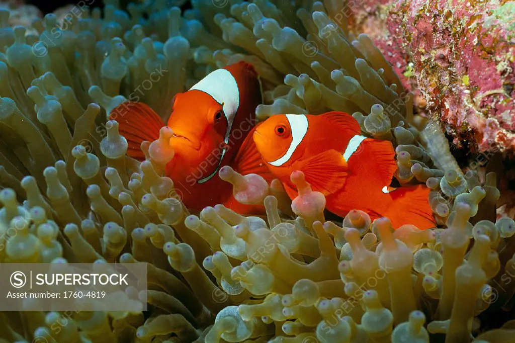 Papua New Guinea, pair of spinecheek clownfish (male smaller) in anemone A85B