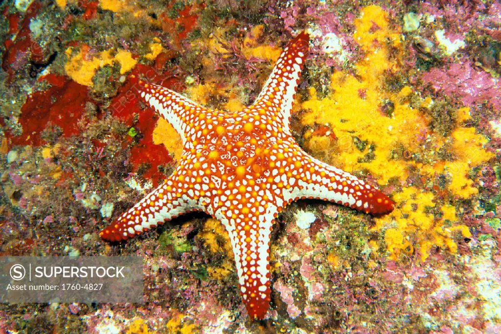 Mexico, Gulf seastar (Pentaceraster cumingi) on colorful coral C1948