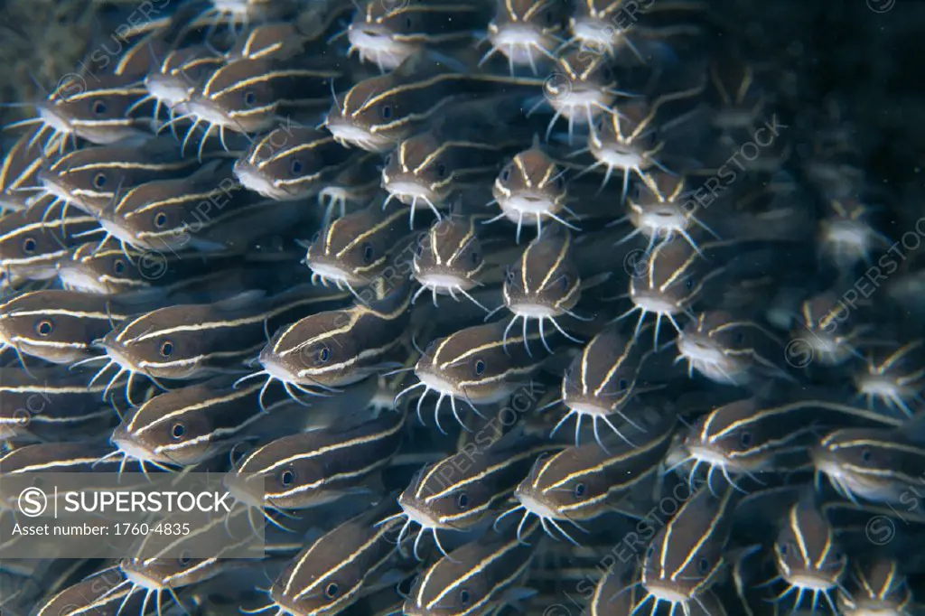 Indonesia, Striped eel catfish (Plotosus lineatus) school look to camera B1955