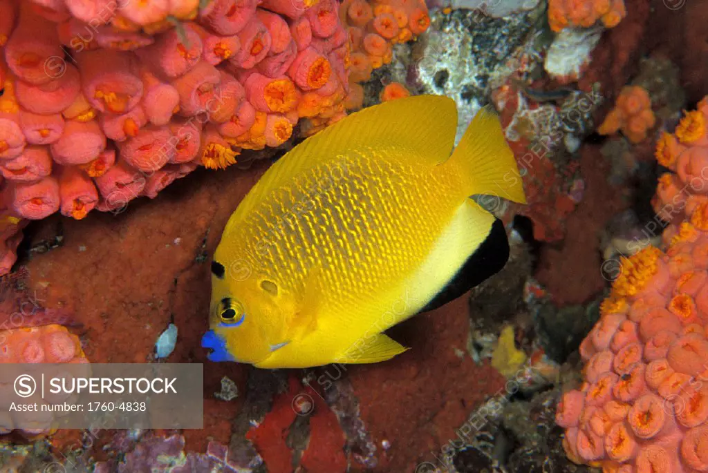 INDO, Three Spot Angelfish (Apolemichthys trimaculatus) Stonycup Coral B1962