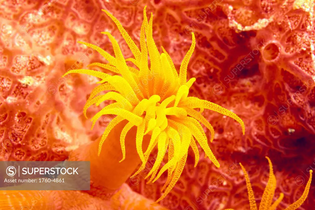 Closeup of orange tube coral (Tubastrea faulneri) C1934