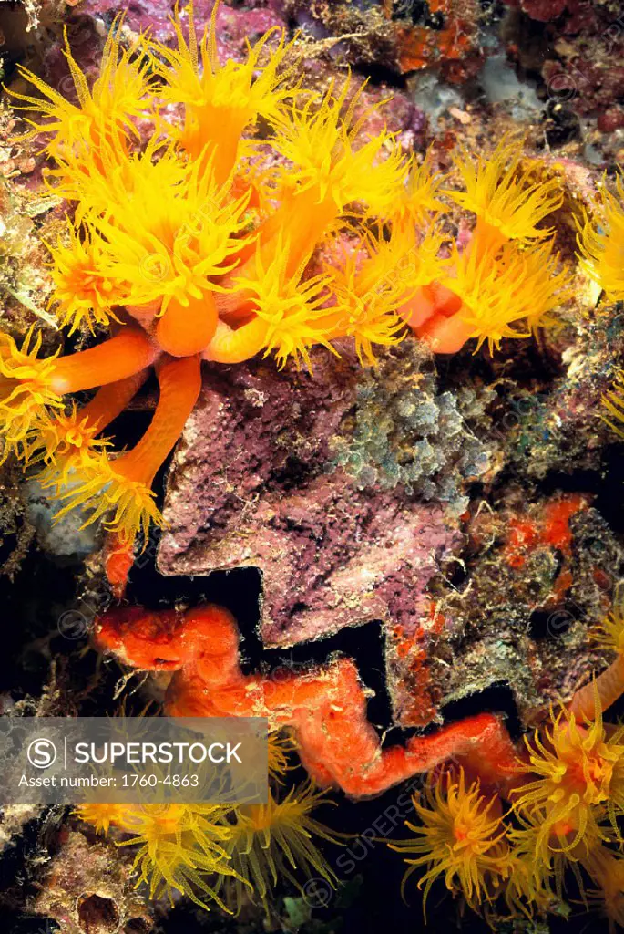 Closeup of honeycomb coral (Hyotissa lyotis) and tube coral C1953/n(Tubastrea faulkneri)