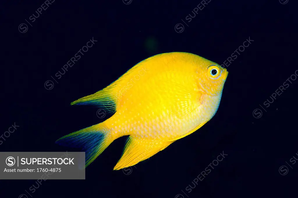Fiji, Golden damselfish (Amblyglyphidodon ureus) swimming upward C1979