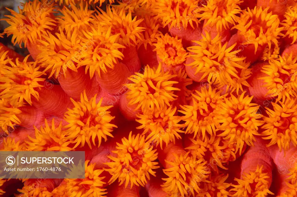 Indonesia, Closeup top view of orange tube coral (Tubastraea sp) C1968