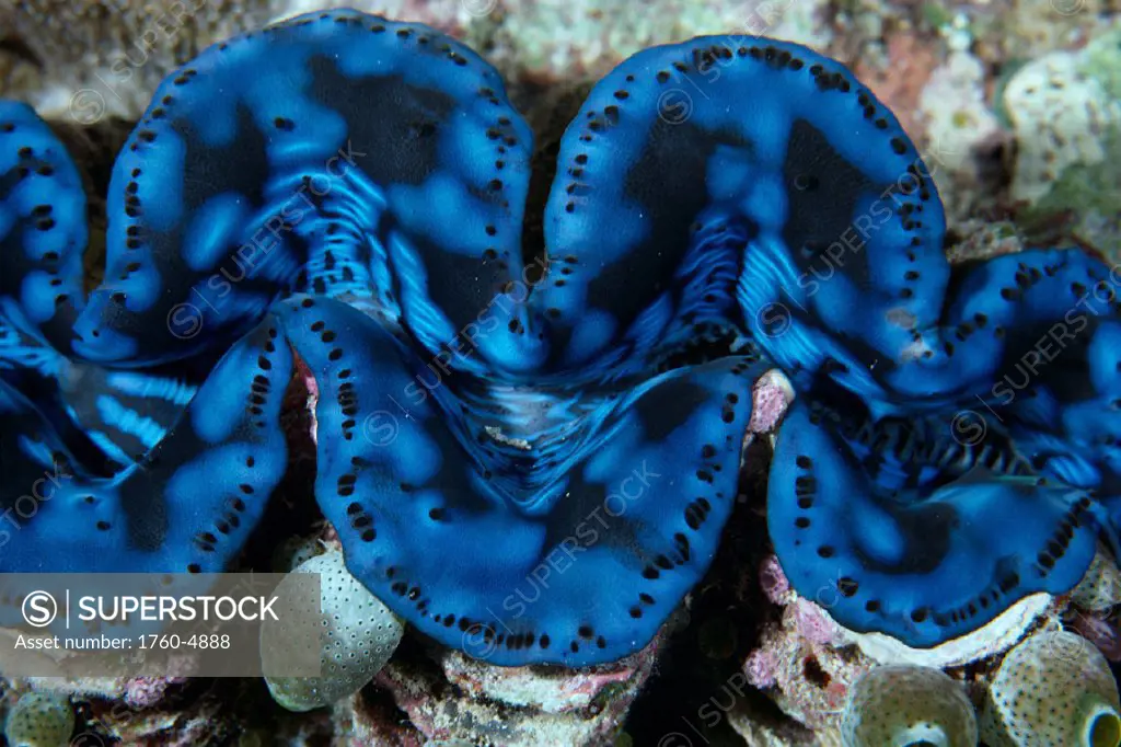 Micronesia, Palau, Fluted giant clam (Tridacna sp) tunicates, closeup C1961