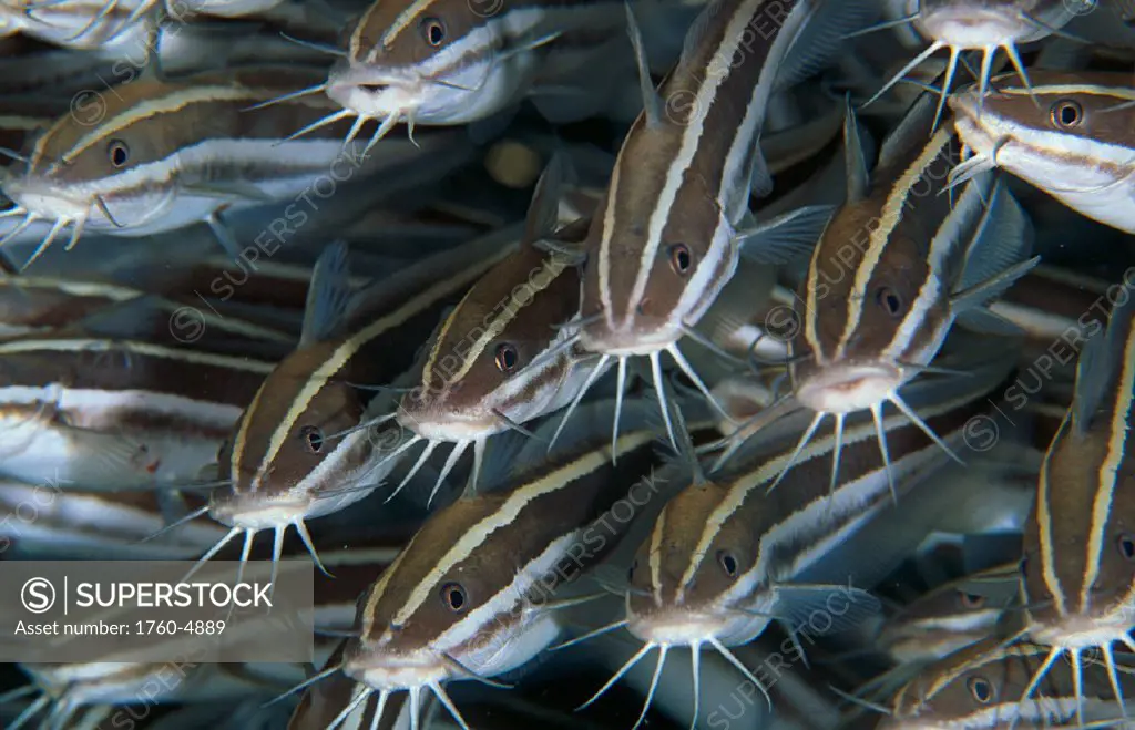 Borneo, closeup of schooling Eel Striped Catfish (Plotosus lineatus) C1917