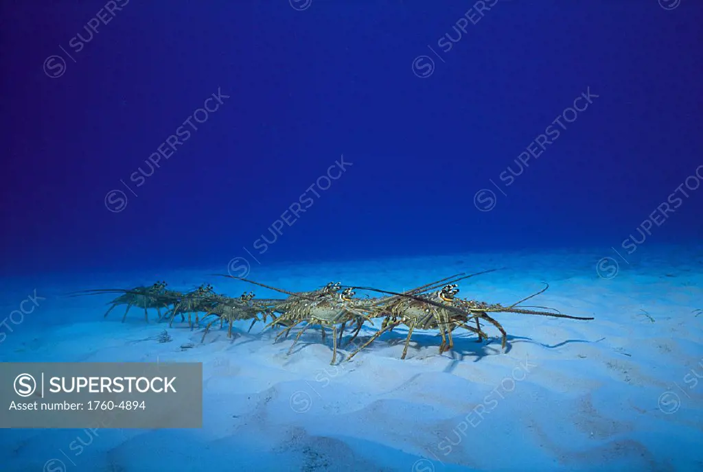 Bahama spiny lobster march in line along sandy bottom D1834 (Panulirus argus) annual migration fr juvenile to adult habitat