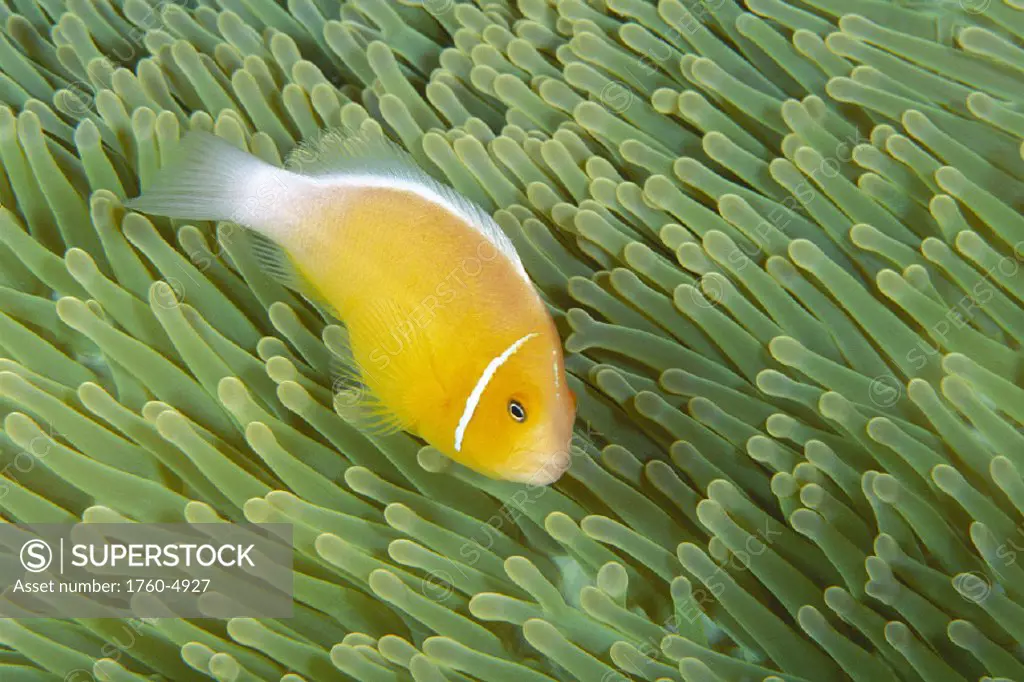 Micronesia Saipan anemonefish and anemone D1865 (Amphiprion perideraion) Heteractis magnifica