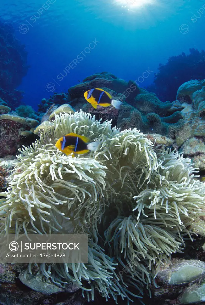 Micronesia pink anemonefish in anemone (Amphiprion perideraion) D1872 Heteractis magnifica