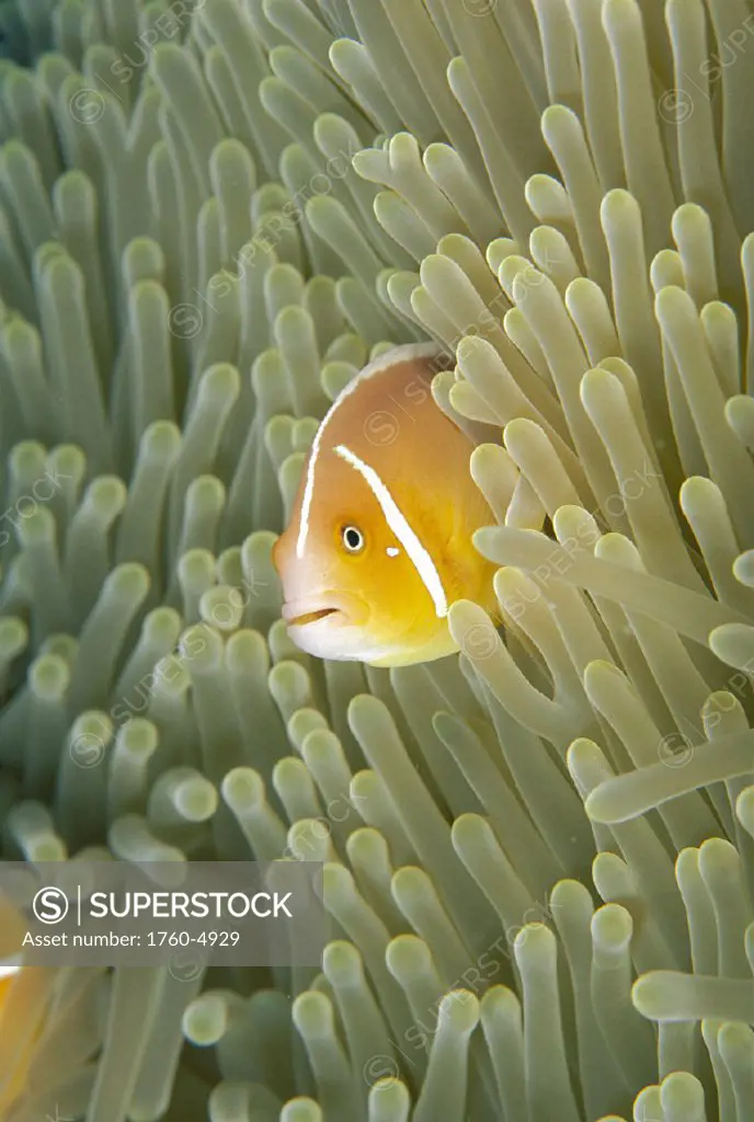 Micronesia orange-fin anemonefish & sea anemone, sunburst D1838 blue ocean (Amphiprion chrysopterus) Heteractis crispa