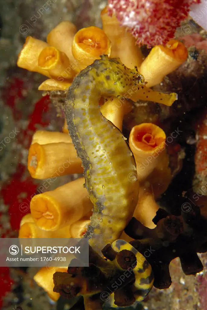 Thailand closeup seahorse (Hippocampus sp) orange tube coral D1864 (Tubastrea coccinea)