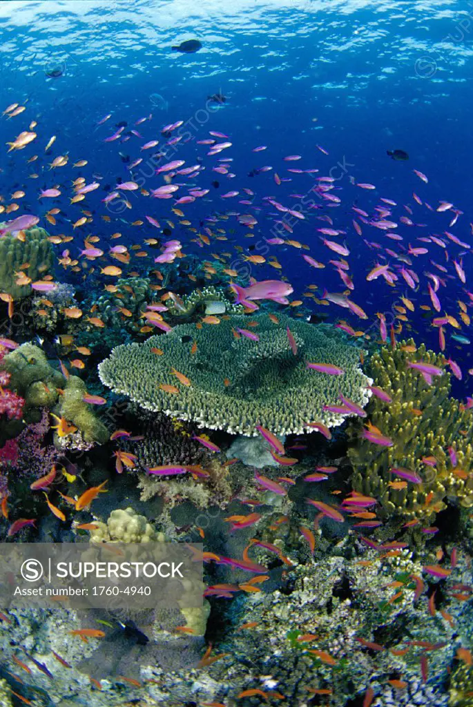 Fiji hard coral reef scene w/ school lyretail anthias D1887 (Pseudanthias squamipinnis) surface visible