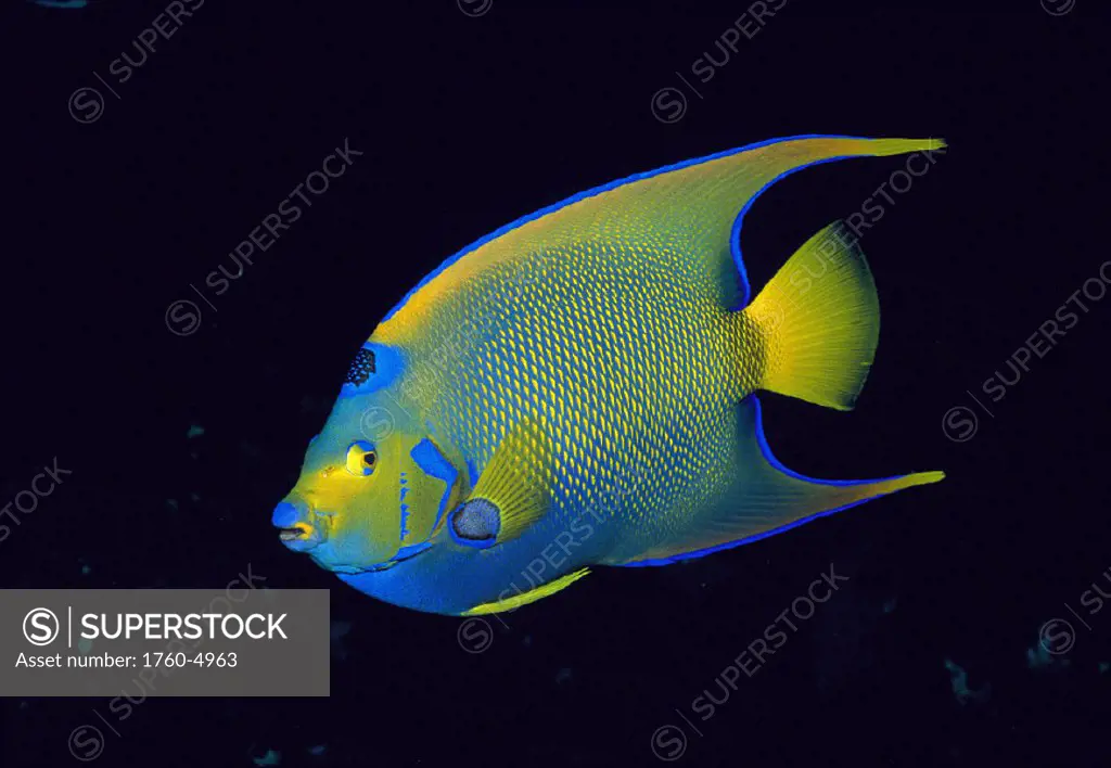 Gulf Mexico queen angelfish (Holacanthus ciliaris) black bkgd D1896 Texas, Stetson Bank 000215