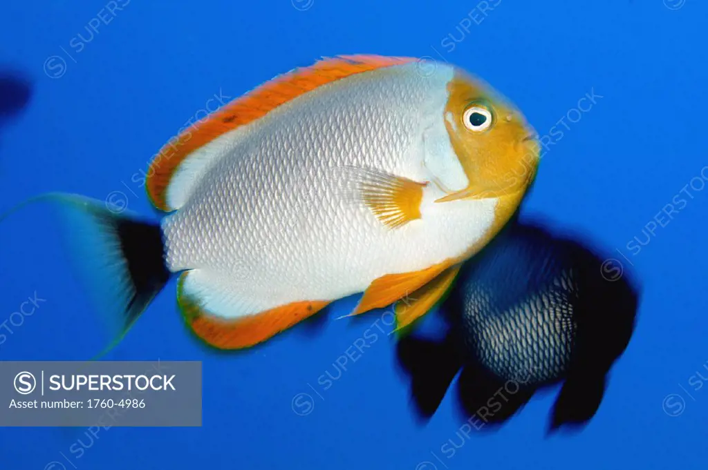 Northwest Hawaiian Islands, Pearl and Hermes Reef, Masked Angelfish, Male, Genicanthus Personatus For use up to 13x20 only