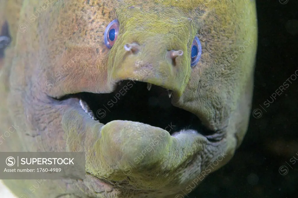 Indonesia, Close-up of giant moray eel (gymnothorax javanicus).