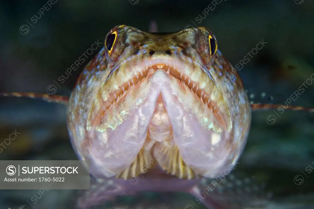 Indonesia, Komodo, Lizardfish (Synodus variegatus) close-up
