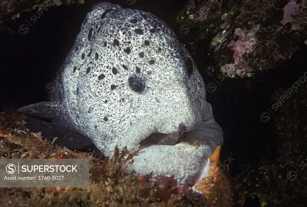 Canada, British Cloumbia, A male wolf-eel Anarrhichthys ocellatus poking it´s head out of the rocks
