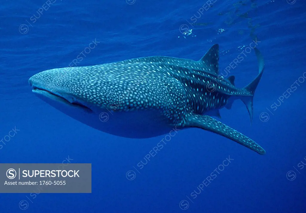 Hawaii, large Whale shark side view, near surface clear blue ocean   A78G