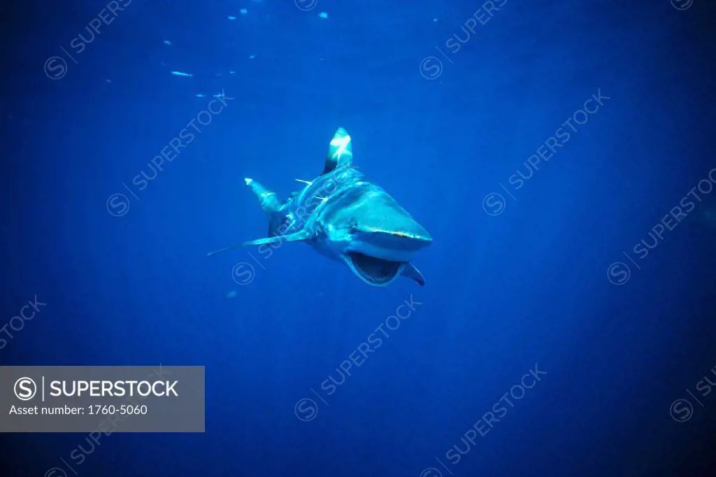 Australia, Bronze Whaler w/ surface reflections, jaw open (Carcharhinus  A78C brachyurus)