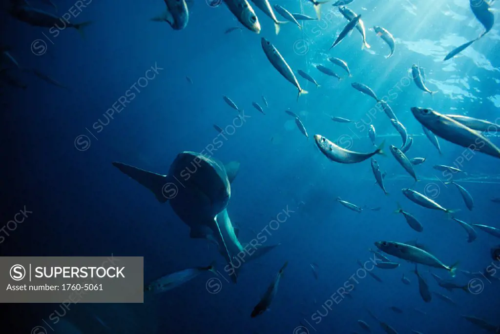 Australia, Bronze Whaler shark & mackerel nr surface, sunlight A79B (Carcharhinus brachyurus)
