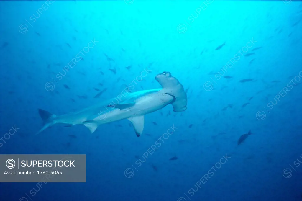 Hammerhead Shark with lots of fish in background, full length side angle A78H