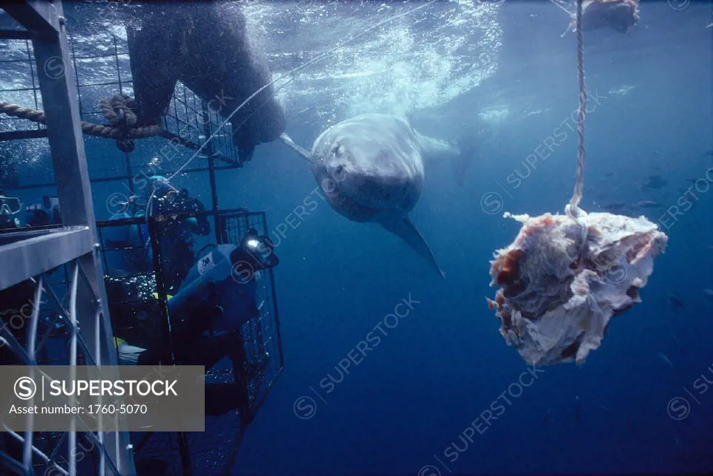 Great White Shark and camera man in cage, close-up C2059