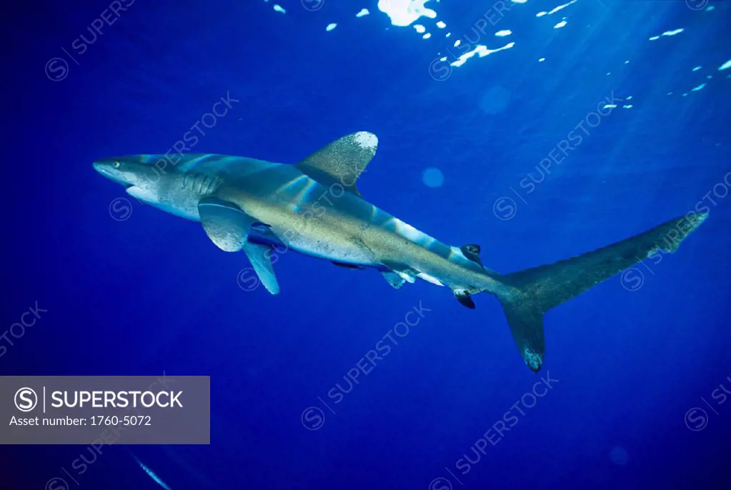 Hawaii, Bronze whaler shark (Carcharhinus brachyurus) nr surface, reflections C2062