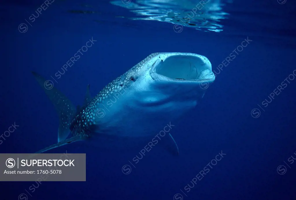 Hawaii, Whale Shark feeding near surface, mouth open B2015