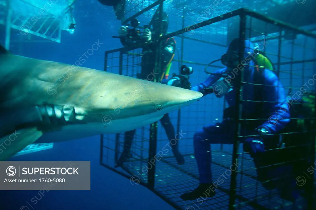 Australia, closeup side view Bronze Whaler and divers in cage (Carcharhinus B2027 brachyurus)