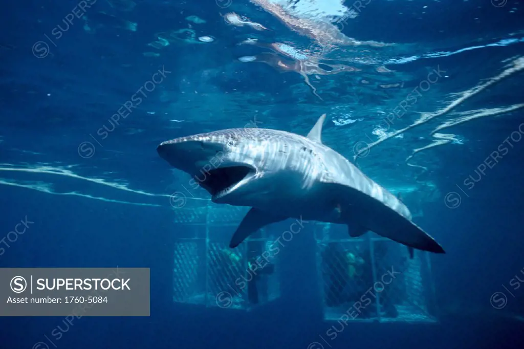AUST, N.Neptune Isle, Bronze Whaler Shark (Charcharinus brachyurus) Divers B2033 in cage