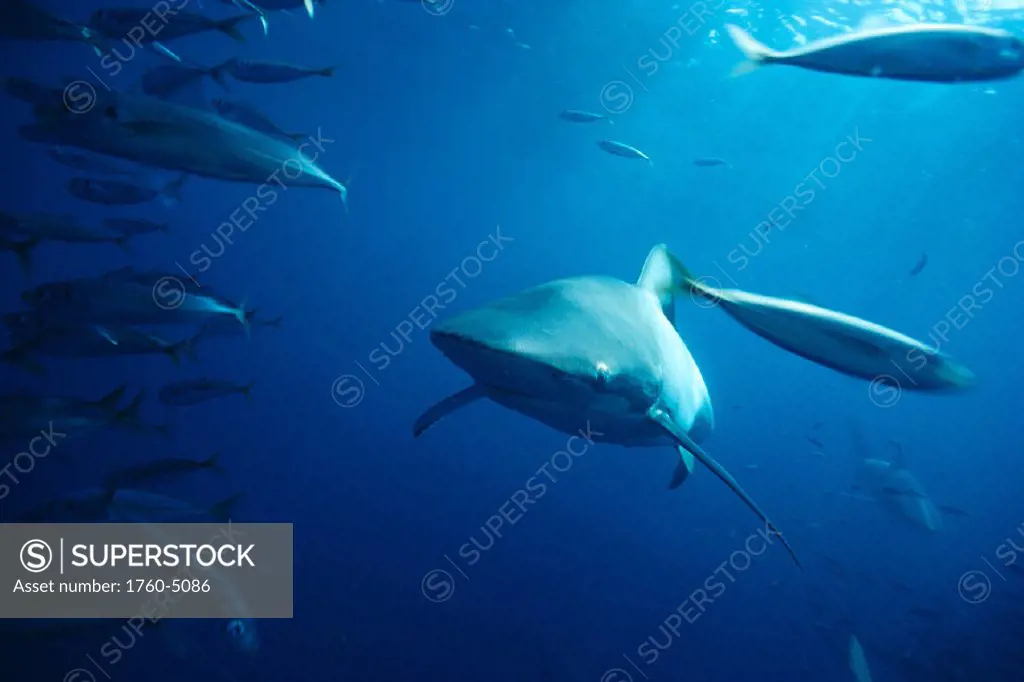 Australia, Bronze whaler shark and mackerel C2047/n/n(Carcharhinus brachyurus)