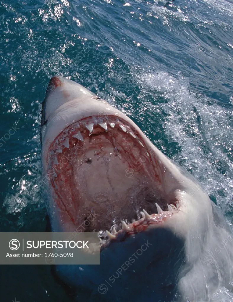 Great White Shark extreme closeup mouth wide open, out of ocean D1987 jawing Carcharodon carcharias E-1109