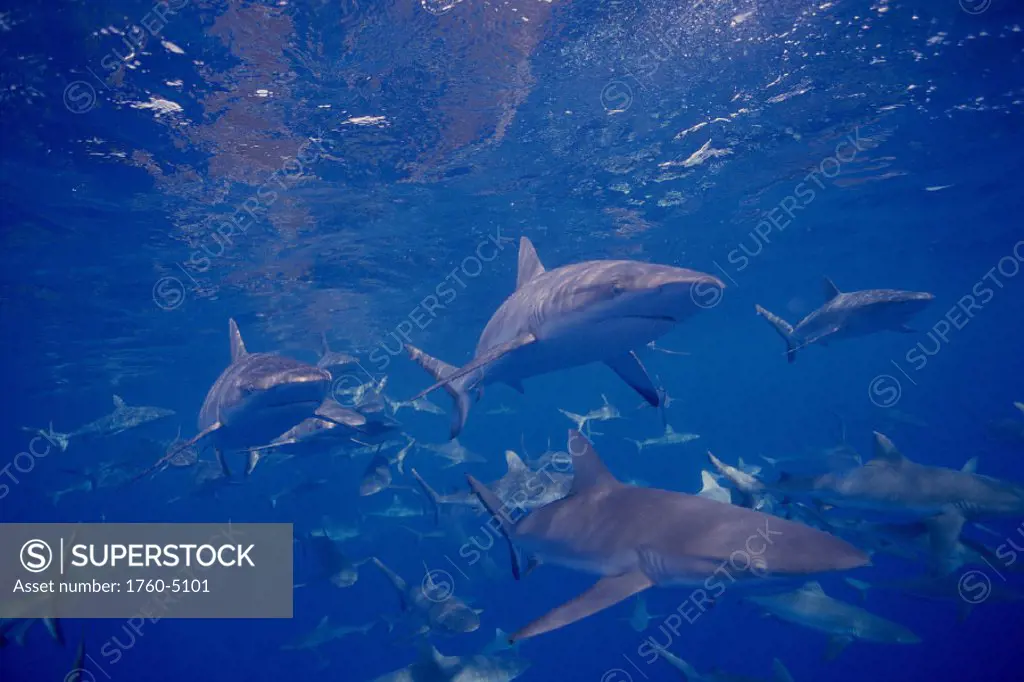 Micronesia, many gray reef sharks in blue ocean D1986 (Carcharhinus amblyrhynchos)