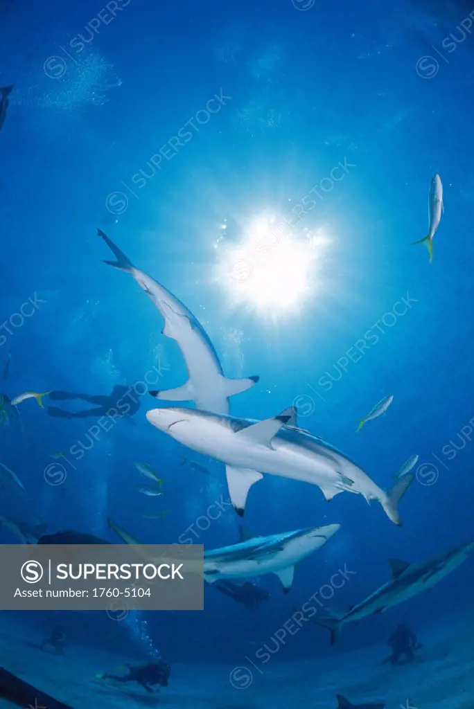 Bahamas group blacktip sharks sunburst D1991 (Carcharhinus limbatus) Atlantic Ocean