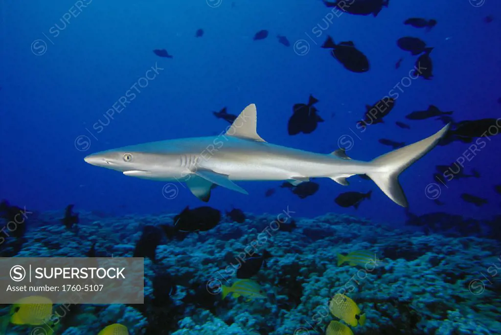 Hawaii gray reef shark & reef fish (Carcharhinus amblyrhynchos) D1989 Pacific Ocean tropical fish